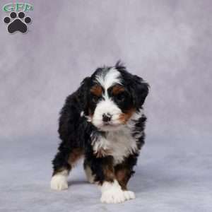 Dylan, Mini Bernedoodle Puppy